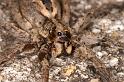 Lycosa_godeffroyi_D7204_Z_90_Kidmans camp_Australie